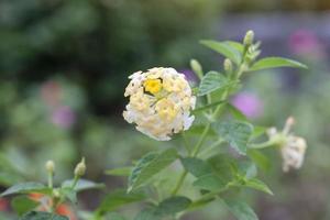 Yellow and white West Indian Lantana bloom in the garden on blur nature background. Is a Thai herb. photo