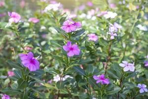 Fresh pink catharanthus roseus or madagascar periwinkle flower bloom in the garden with sunlight on blur nature background. photo