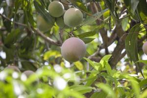 Closeup Mango fruit on tree in the garden. photo