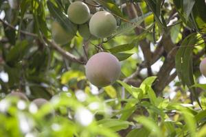 fruta de mango de primer plano en el árbol en el jardín. foto