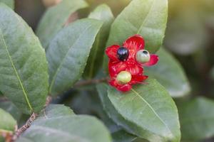 flor roja del ratón micky y semilla en el árbol o ochna kirkii oliv en el fondo de la naturaleza borrosa. foto