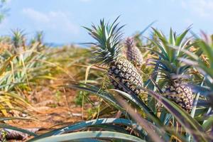 Pineapple is a tropical plant with an edible fruit. The flesh  is yellow color and sweet taste. Pineapple plantation as natural tropical theme. photo