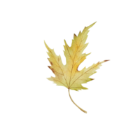 Watercolor autumn leaf png