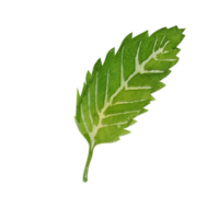 Watercolor mint leaves png