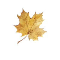 Watercolor autumn leaf png