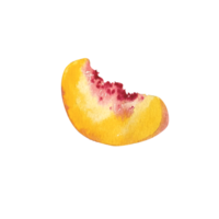 Watercolor peach fruit  slice png