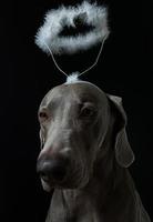 Angel Dog  Portrait photo