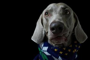 retrato de perro weimaraner de cerca foto