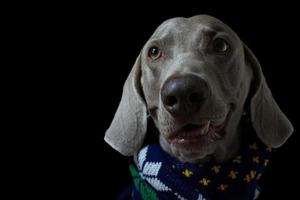 retrato de perro weimaraner de cerca foto