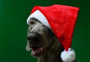 Christmas Weimaraner Dog Isolated photo
