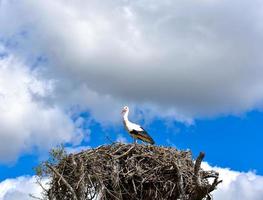 Ciconia ciconia  Stork photo