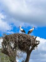 Ciconia ciconia  Stork photo