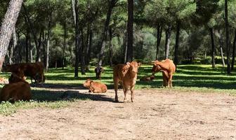 Brown cows in the field photo