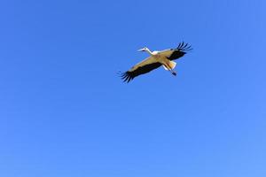 Ciconia ciconia  Stork photo