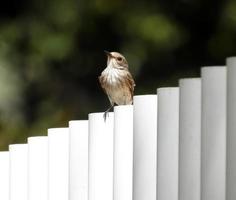 The spotted flycatcher Muscicapa striata photo