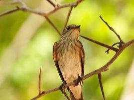 el papamoscas manchado muscicapa striata foto