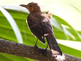 mirlo turdus merula foto