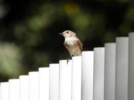 el papamoscas manchado muscicapa striata foto