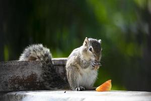 A closeup shot of Squirrel photo