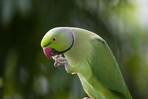 Closeup shot of green parrot photo