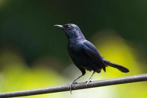 Closeup shot of Indian Robin male bird photo