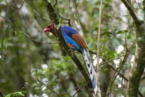 Urraca azul de Sri Lanka encaramada en un árbol en la selva tropical de Sinharaja foto