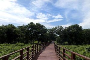 Red wooden bridge walkway leading straight out of the mangrove forest. Under the blue sky and white clouds. At Phra Chedi Klang Nam, Pak Nam, Rayong, Thailand. photo