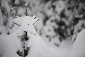 christmas evergreen pine tree covered with fresh snow photo