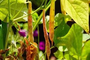 Garden beans Phaseolus vulgaris in the old land next to hamburg photo