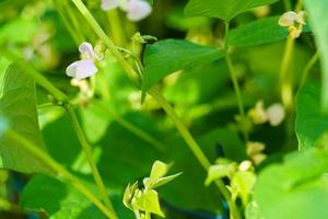 Garden beans Phaseolus vulgaris in the old land next to hamburg photo