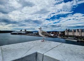 Seagull Larinae at the baltic sea photo