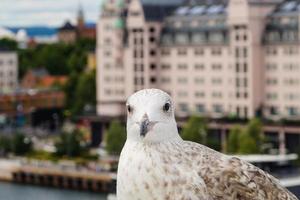 Seagull Larinae at the baltic sea photo