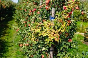 red sentinal crab apple malus sylvestris in the old Country next to Hamburg photo