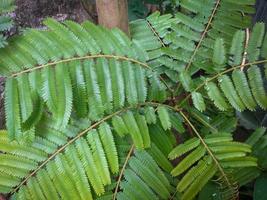 Leaves in forest photo