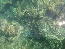 Crystal clear coral reef from above view photo