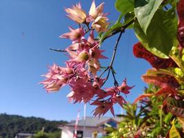 Beautiful pink flower photo