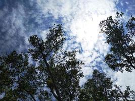 árbol bajo el cielo azul foto