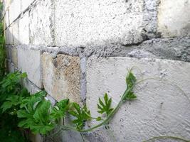 planta colgada en la antigua muralla foto