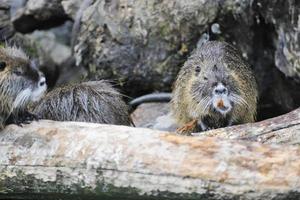 animales en zoológico foto