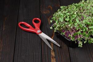 los microvegetales frescos se cierran sobre un fondo oscuro rústico de madera. cultivo de brotes para ensalada foto