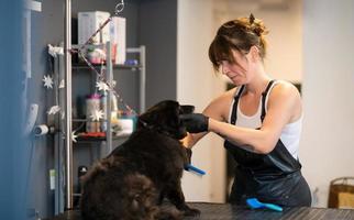 pet hairdresser woman cutting fur of cute black dog photo