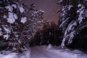 winter night landscape nature forest photo