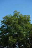 vista de ramas de arbol foto