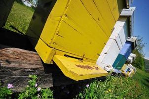 bee home at meadow photo