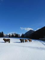 vaca de invierno foto