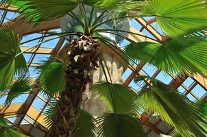 palm and wooden roof construction photo