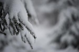 pino de hoja perenne de navidad cubierto de nieve fresca foto