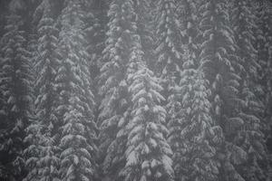 pino de hoja perenne de navidad cubierto de nieve fresca foto