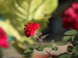 hermosa rosa roja foto