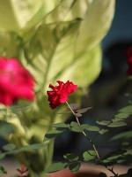 una ramita de rosa roja foto